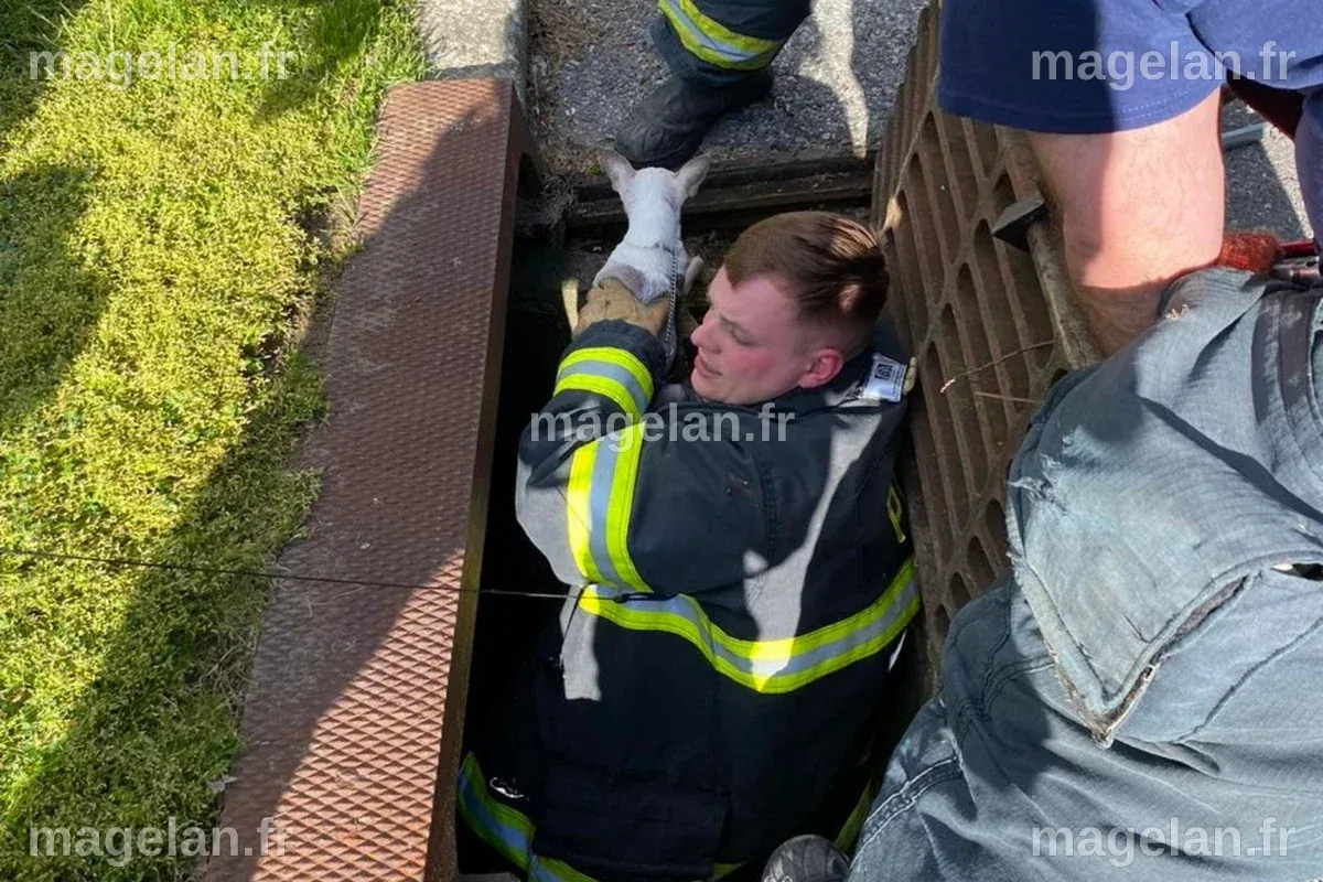 Firefighters Race to Save Hudson Valley Dog From Storm Drain