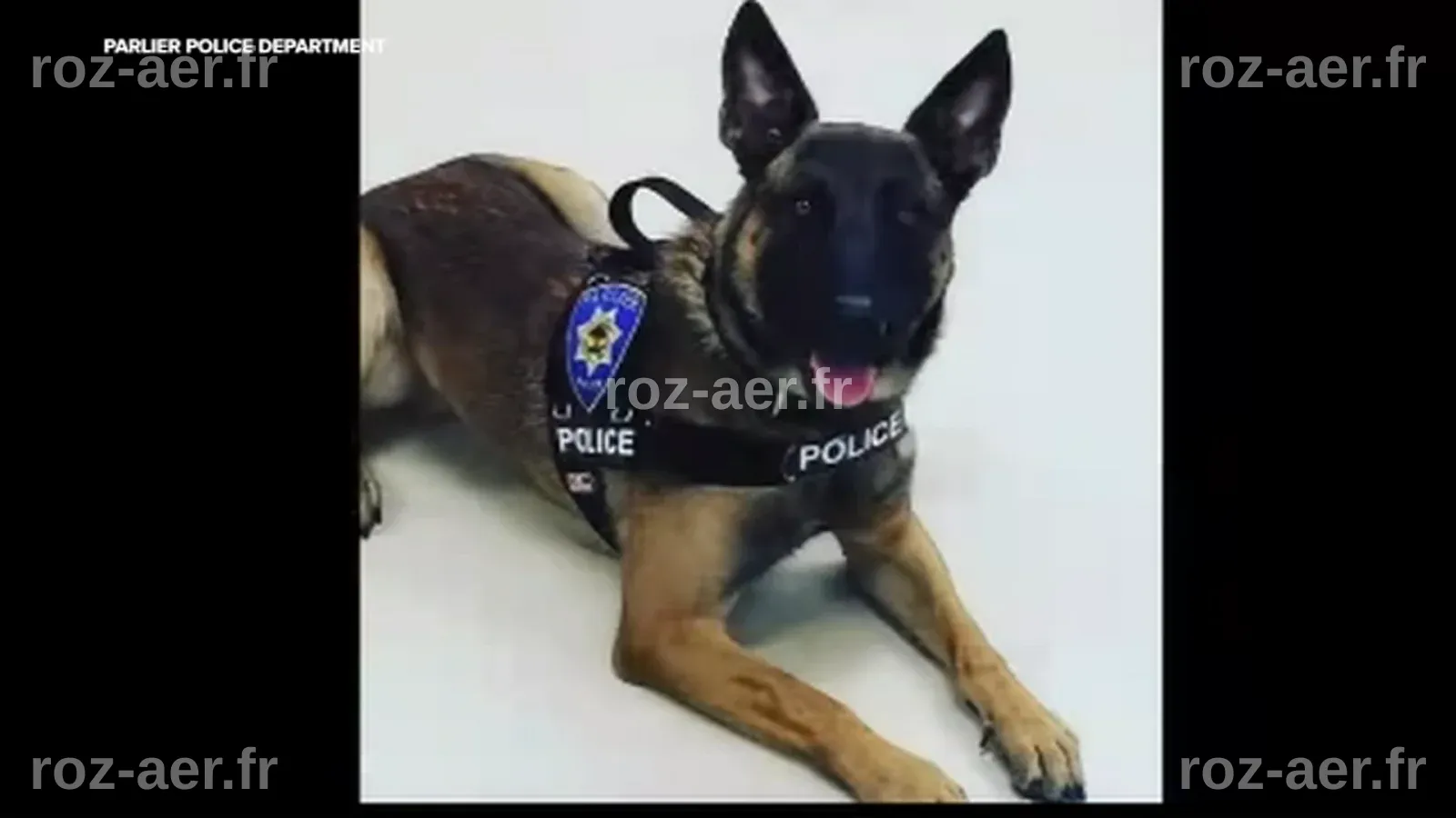 Le département de police local en deuil après la perte d'un K9 retraité
