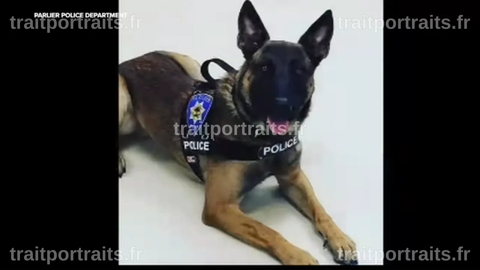 La police locale rend hommage à un ancien chien d'assistance décédé
