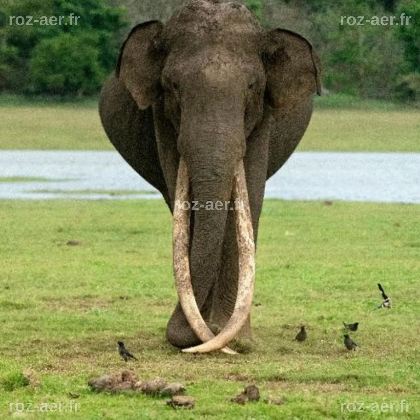 Biggest Elephant Ever Killed