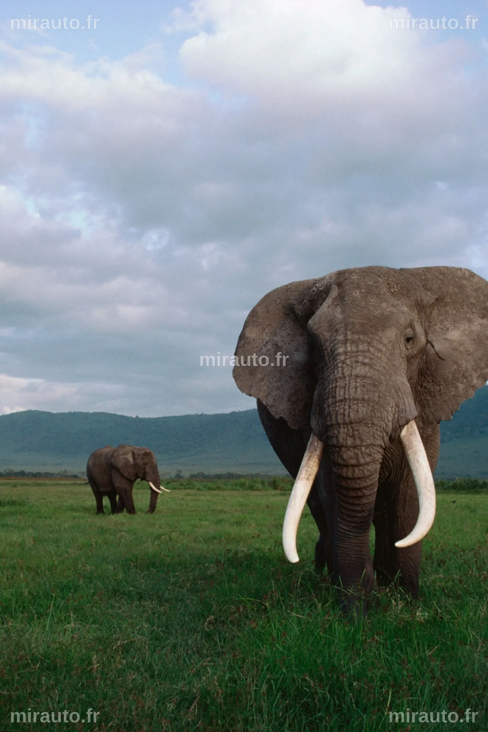 Un guide de safari, qui avait déclaré préférer être tué par un éléphant plutôt que d'en abattre un, succombe à une attaque d'éléphant