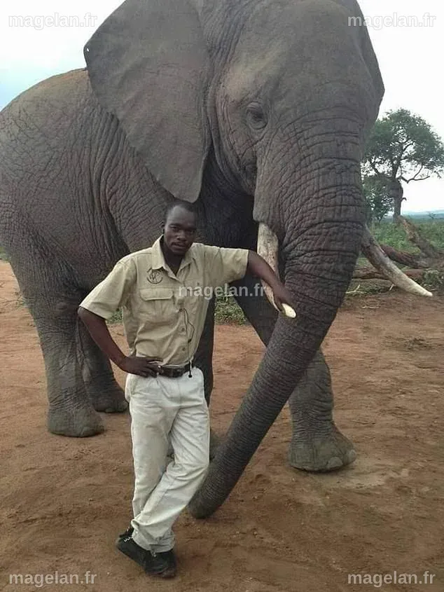 Un guide de safari, qui avait déclaré préférer être tué par un éléphant plutôt que d'en tuer un, est tué par un éléphant en charge