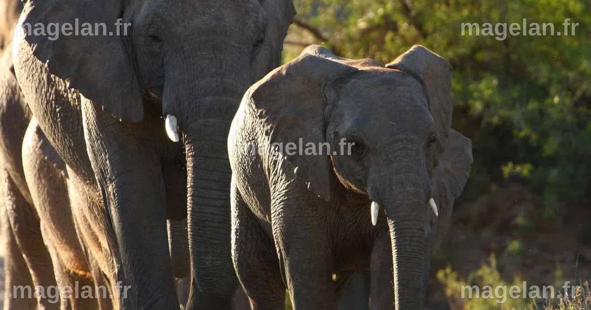 British woman one of two killed by charging elephant on safari trip in ...