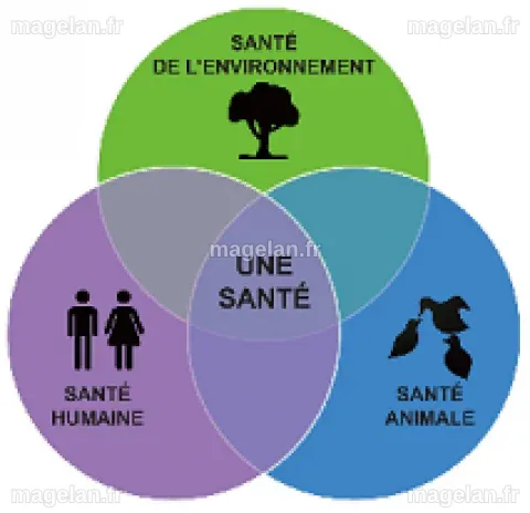 Une seule santé ( One Health) | Pour Fontenay