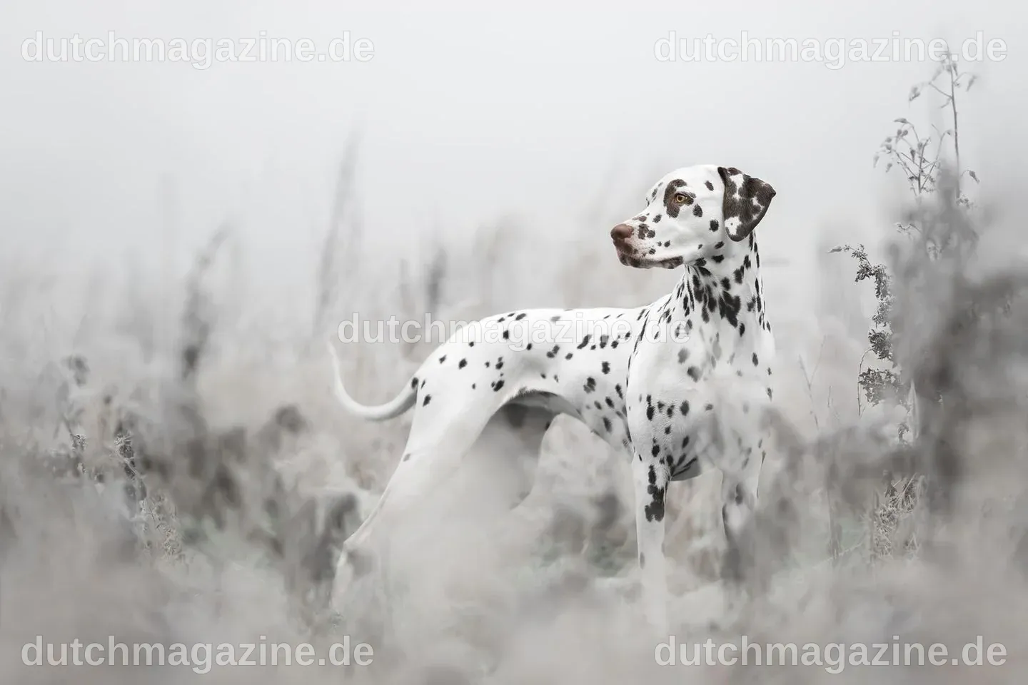 Dog Photography Awards 2022: Die Hundebilder des Jahres - [GEO]