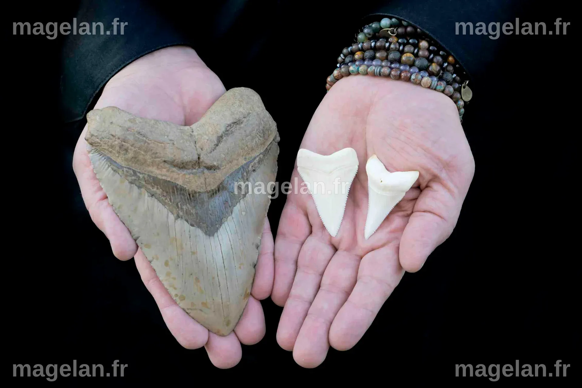 Millions of years ago, the megalodon ruled the oceans – why did it ...
