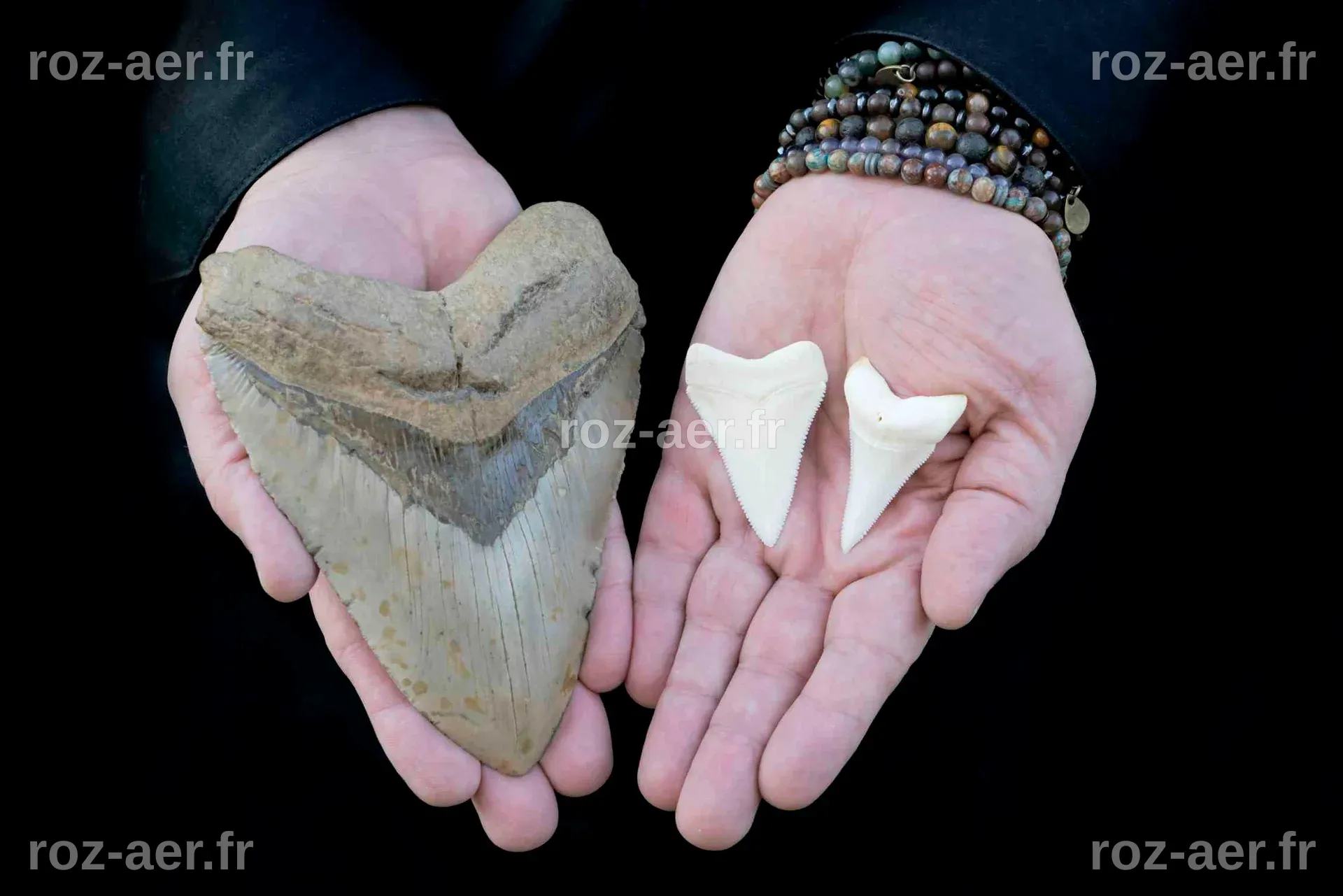 Millions of years ago, the megalodon ruled the oceans – why did it ...