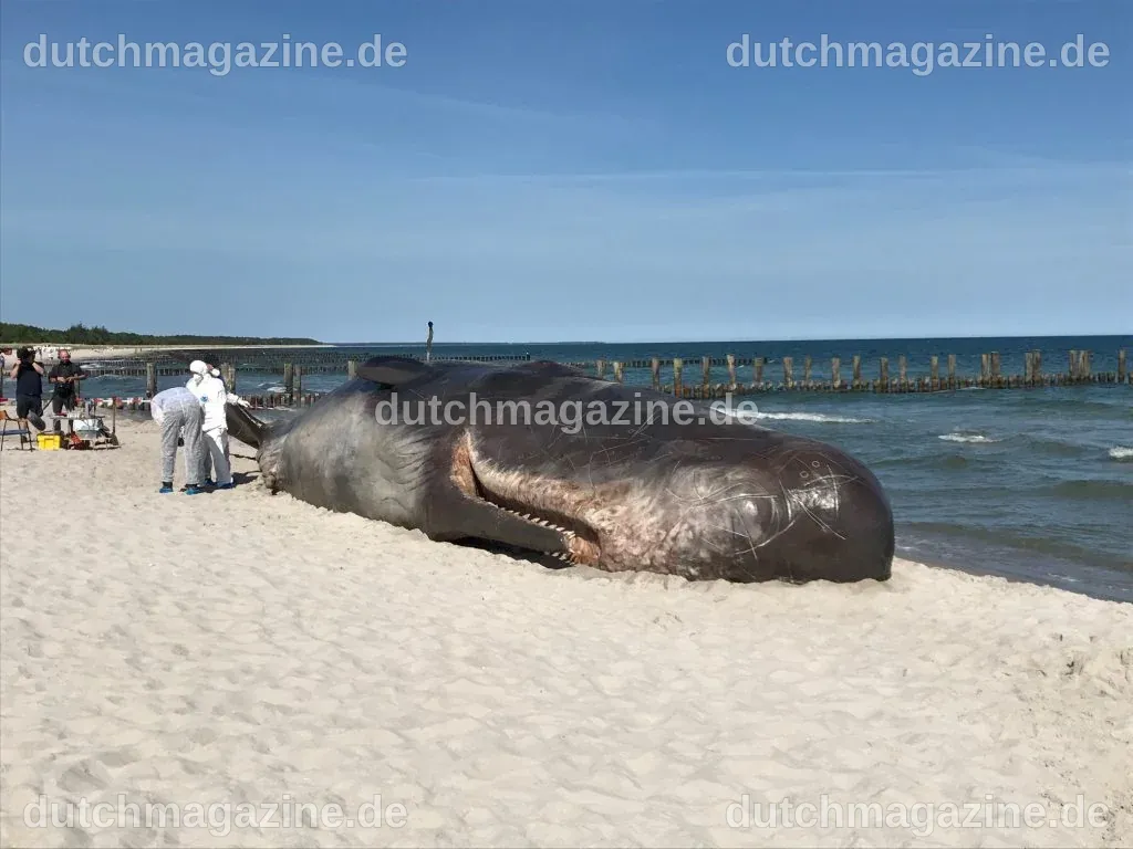 Gestrandeter Wal in Zingst | Zingstreise.de | Ihre Ferienhäuser in ...