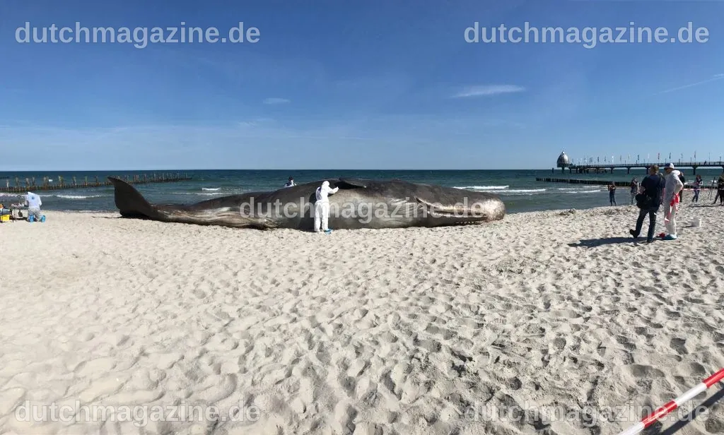 Gestrandeter Wal in Zingst | Zingstreise.de | Ihre Ferienhäuser in ...