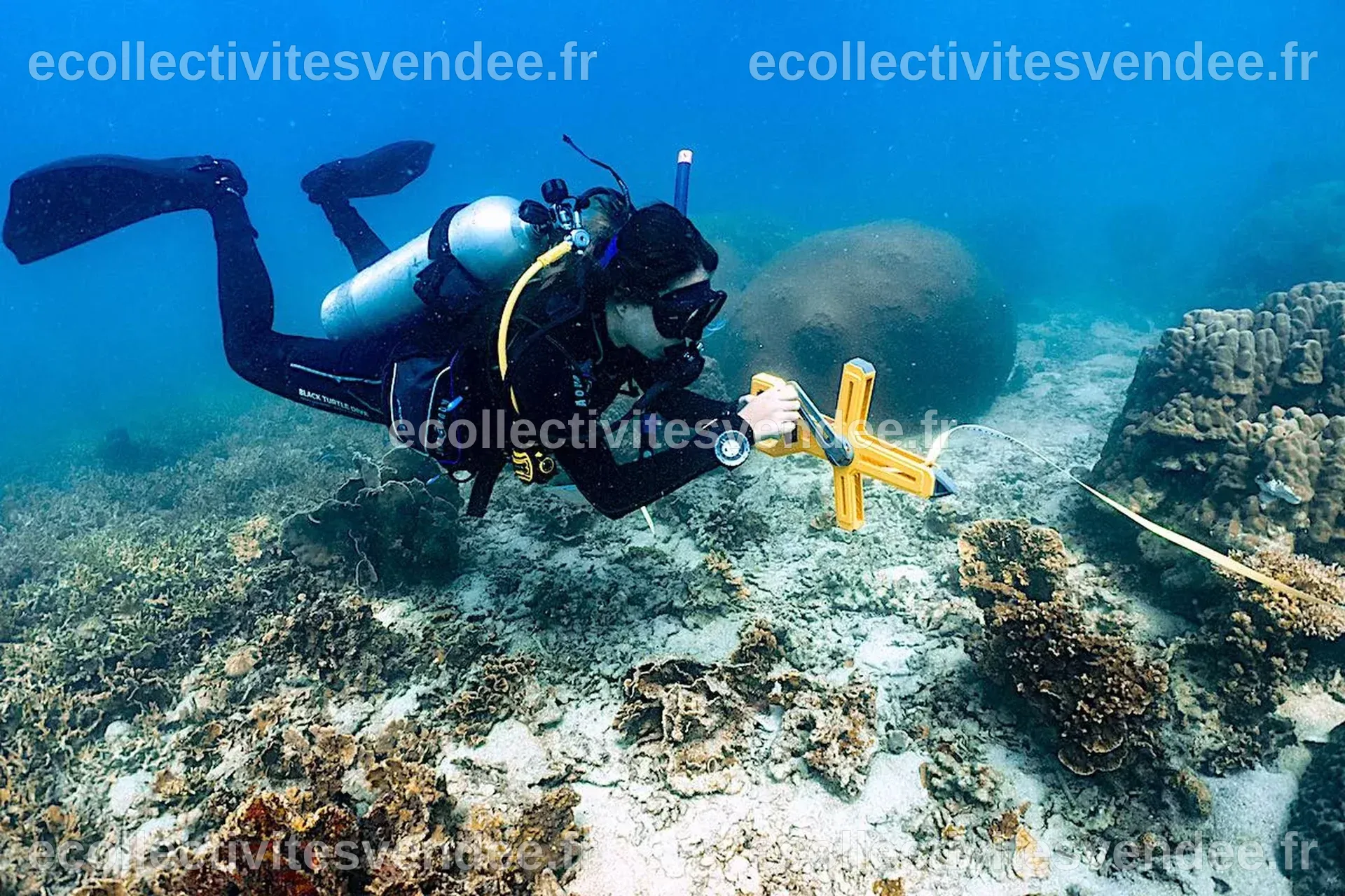 Koh tao, thaïlande | PROGRAMME DE PLONGÉE SCIENTIFIQUE | Réserver en ...