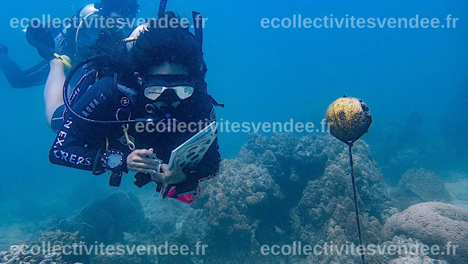 Koh Tao | PROGRAMME DE PLONGÉE SCIENTIFIQUE | Réserver en ligne | PADI ...