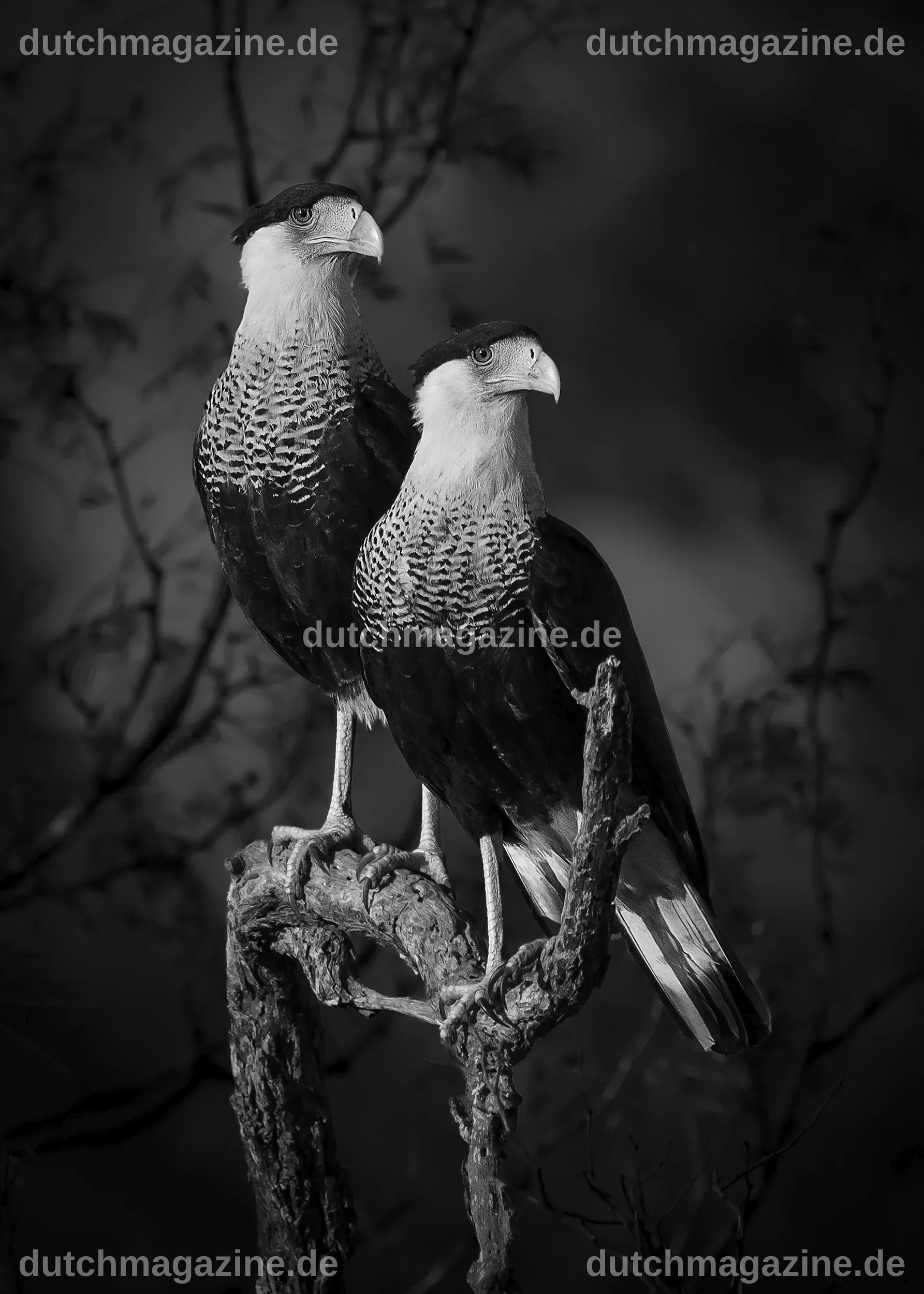 Die besten Fotografien des Jahres: Sony World Photography Awards 2023