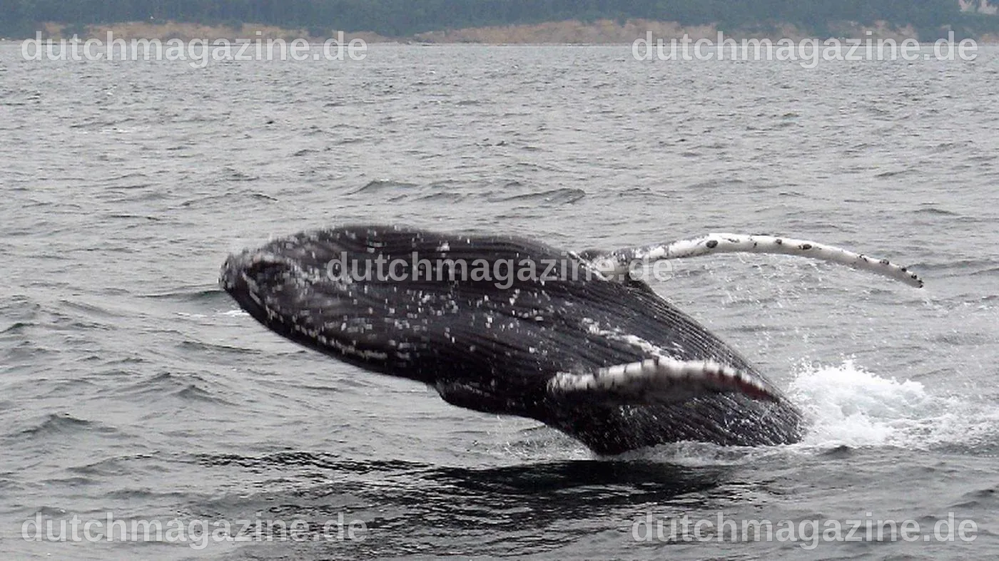 Free Bucki: Ostsee-Wal findet den Weg zurück