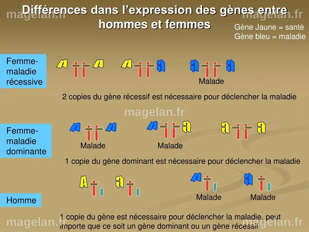 Des différences significatives dans l’expression génétique entre hommes et femmes