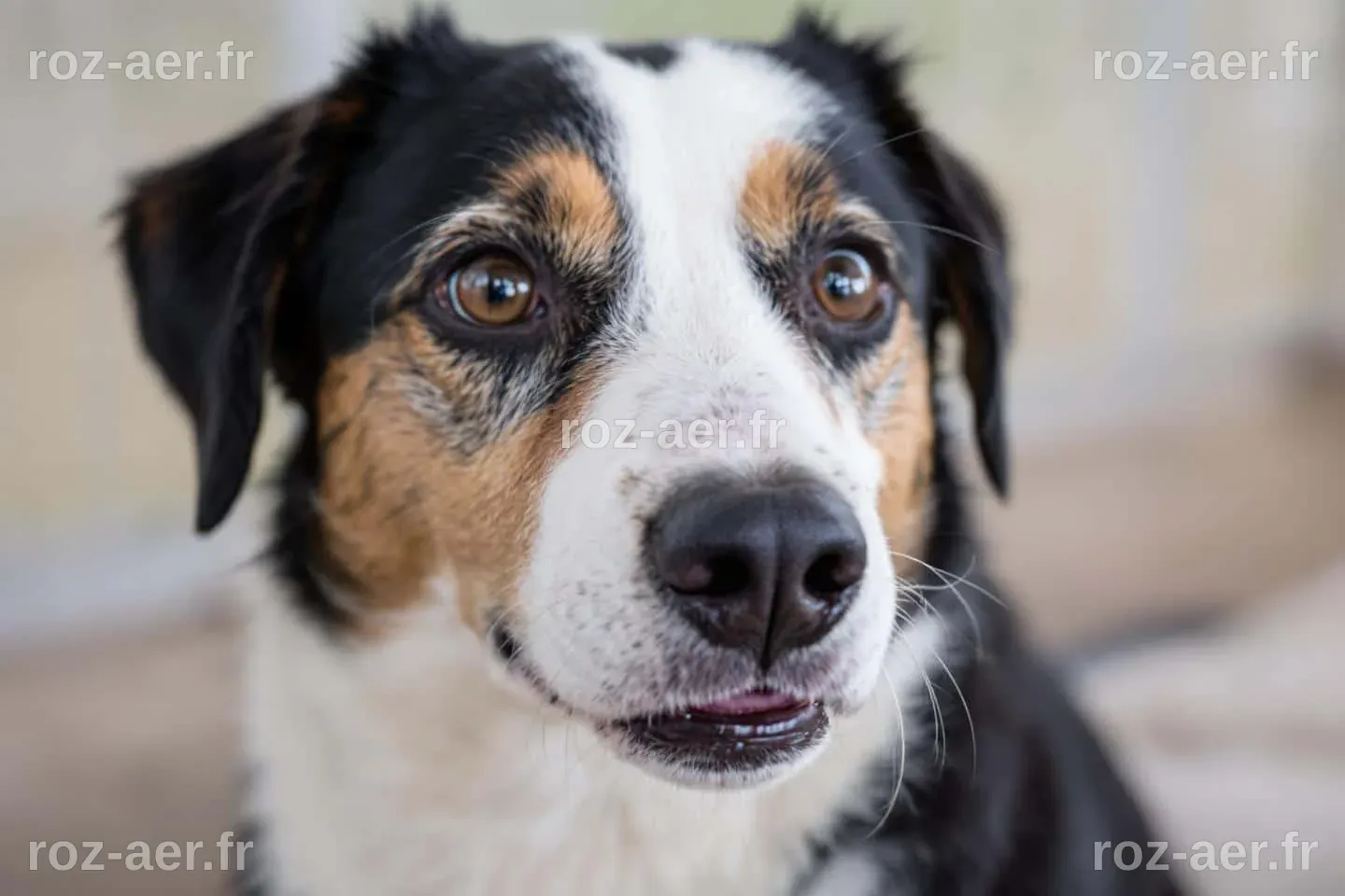 Votre chien se reconnaît-il dans le miroir ? Testez sans tarder ces 10 ...