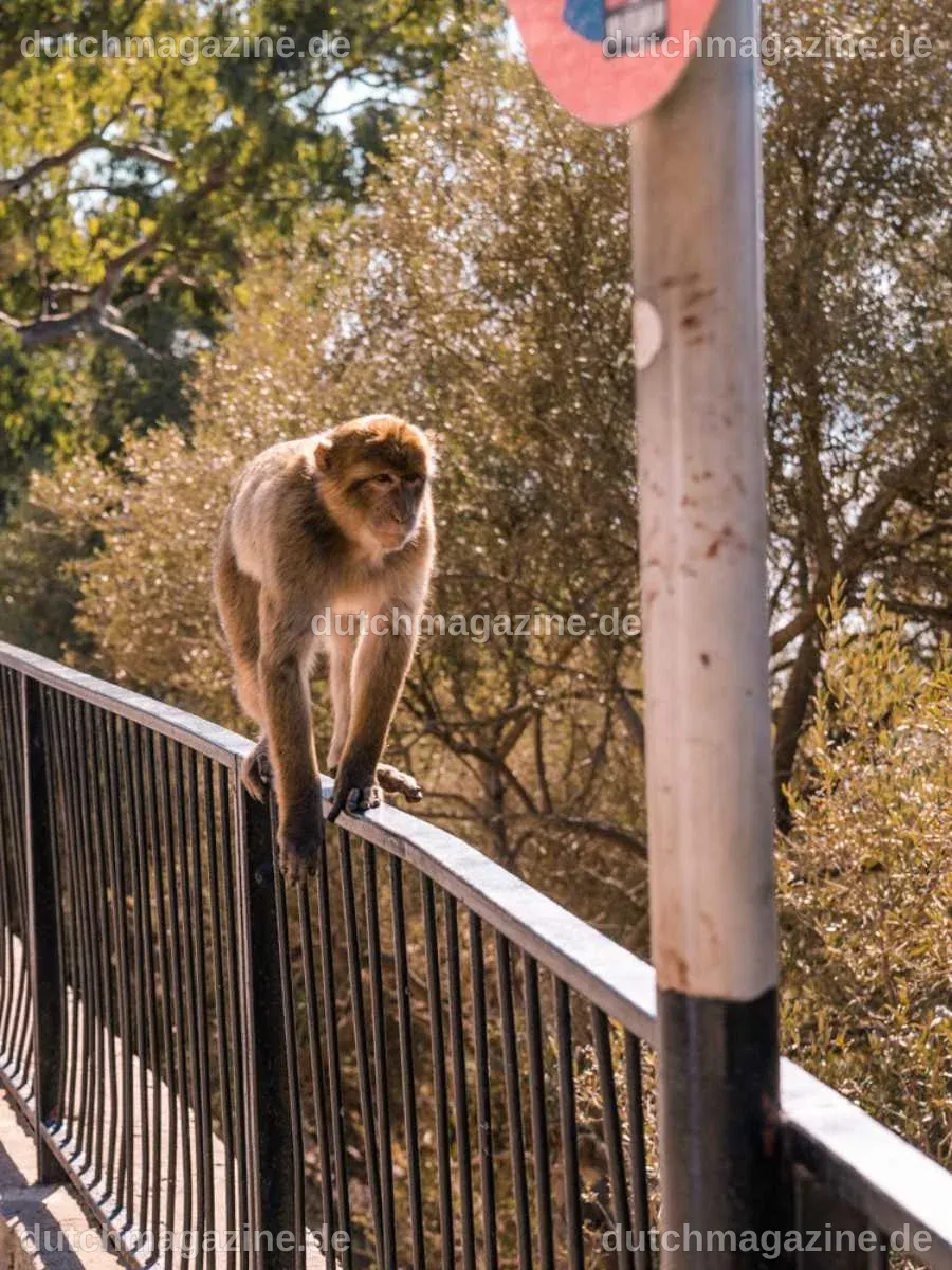 Safety Tips & Interesting Facts About Gibraltar Monkeys - No Hurry To ...