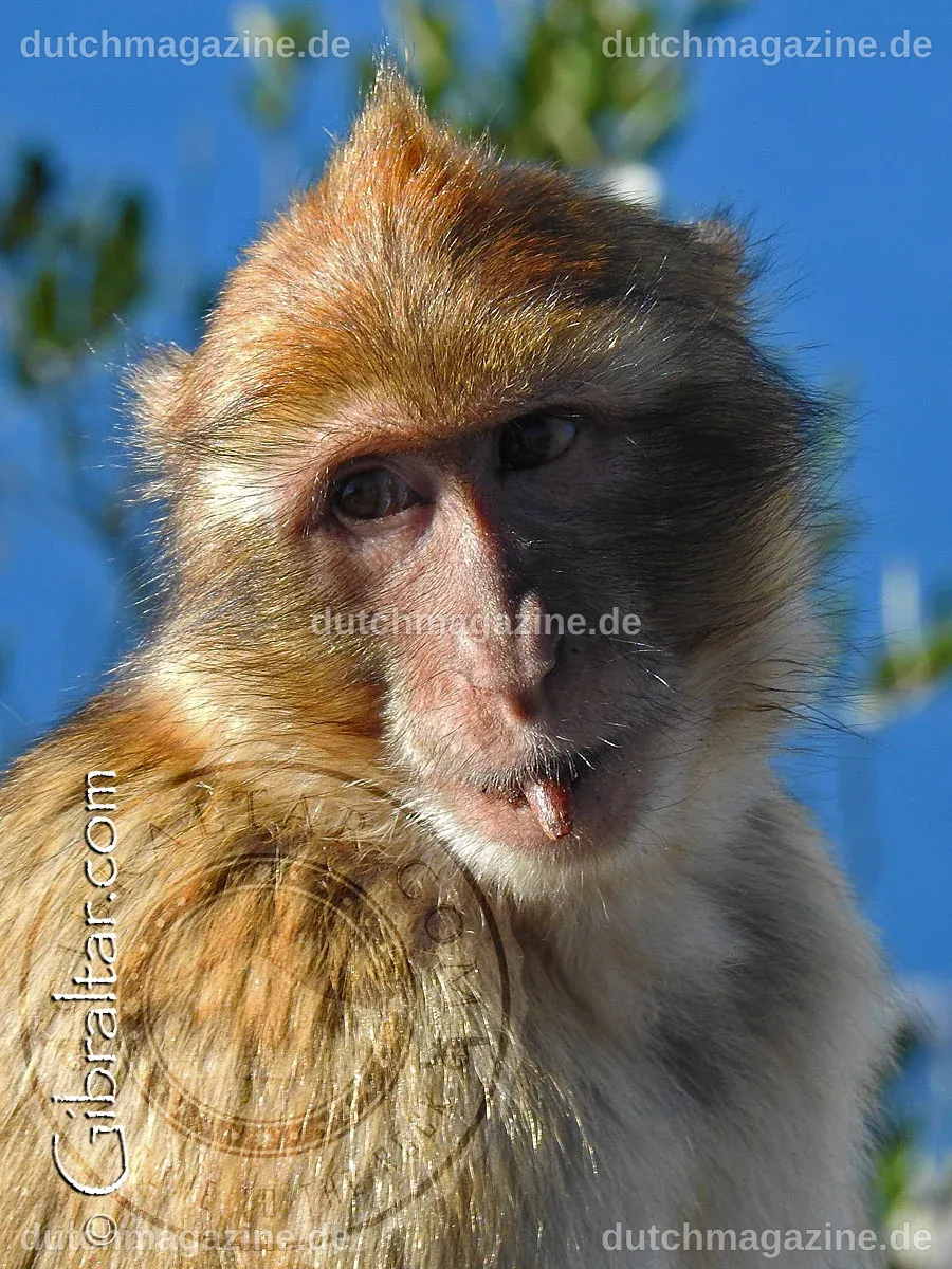 Gibraltar Monkeys | Welcome To Gibraltar