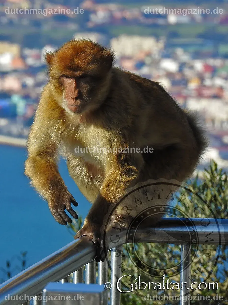 Gibraltars Affen entwickeln raffinierte Methode, um Junkfood-Beschwerden zu vermeiden