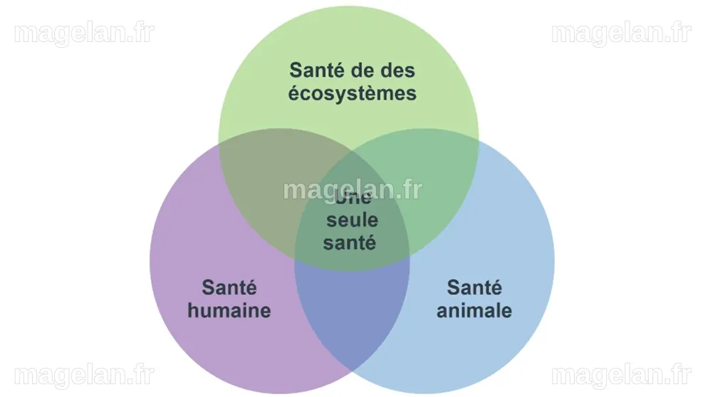 Qu'est-ce que la santé (environnementale), pour vous
