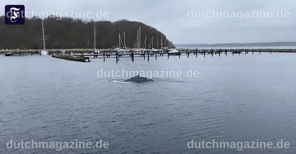 Buckelwal entlang der deutschen Ostseeküste gesichtet