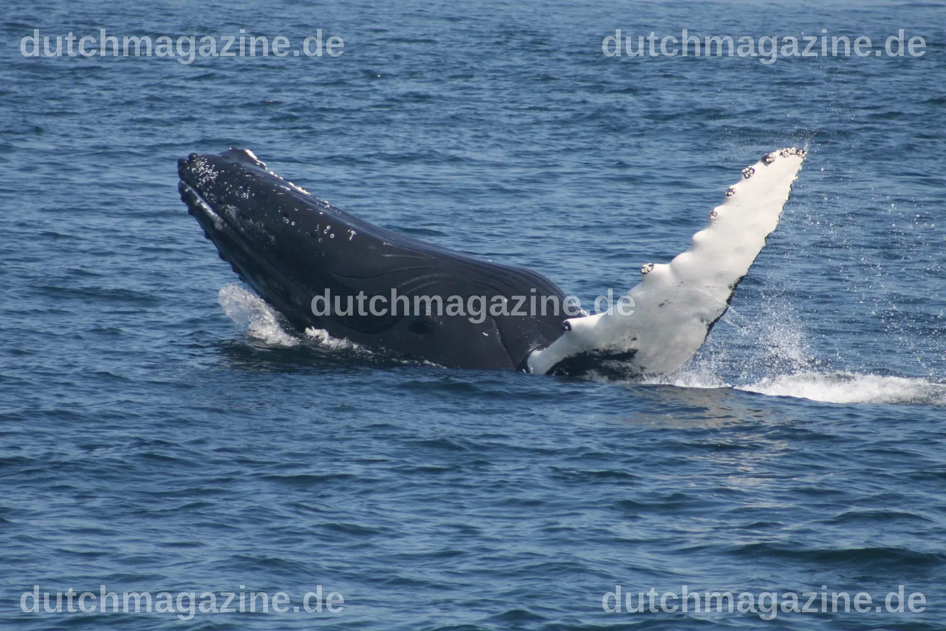 Buckelwal in der Ostsee gesichtet | WDC Deutschland