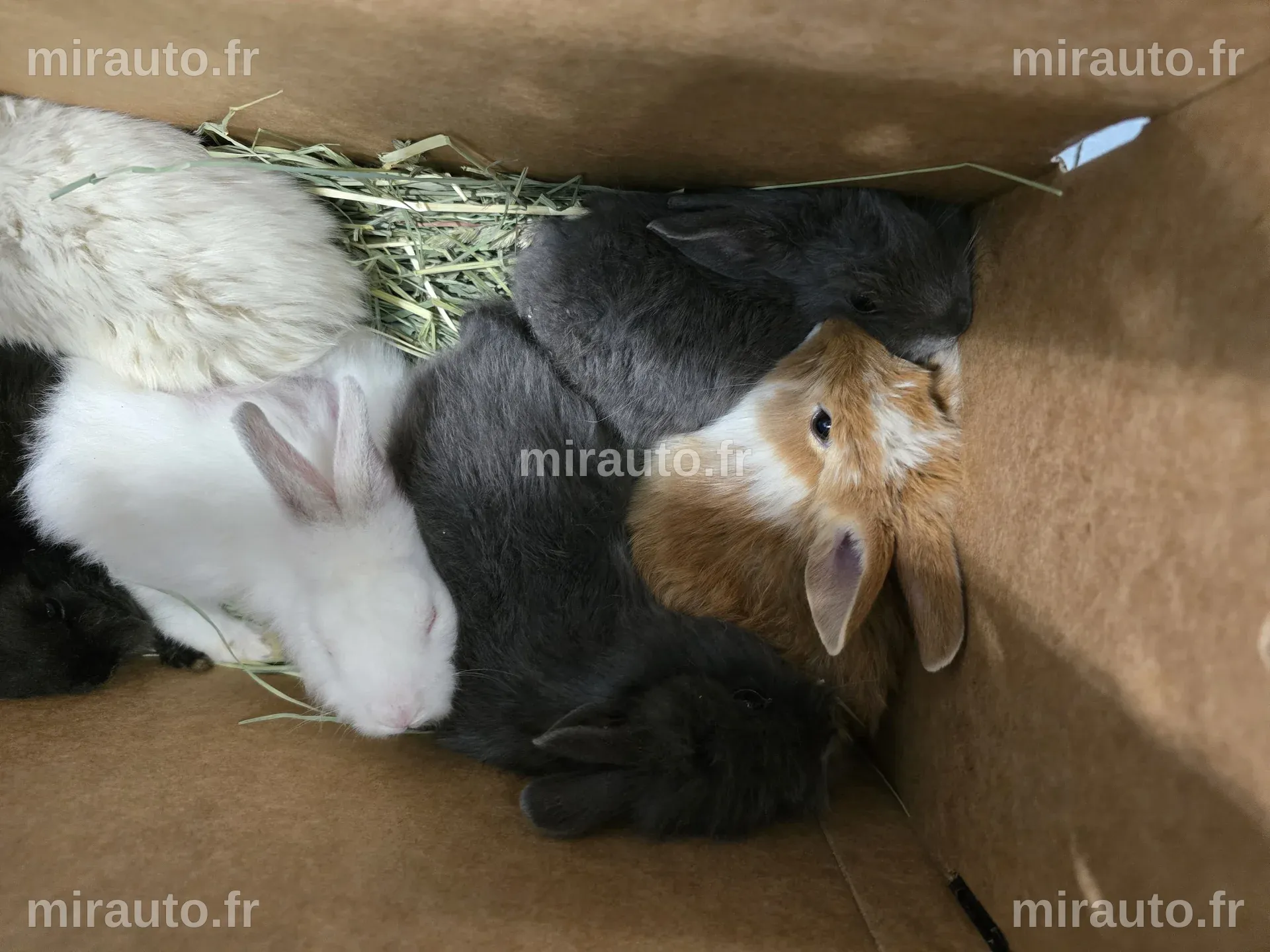 Thumper : un adorable lapin sauvé d'une propriété désastreuse à Oswego County se rétablit dans un refuge