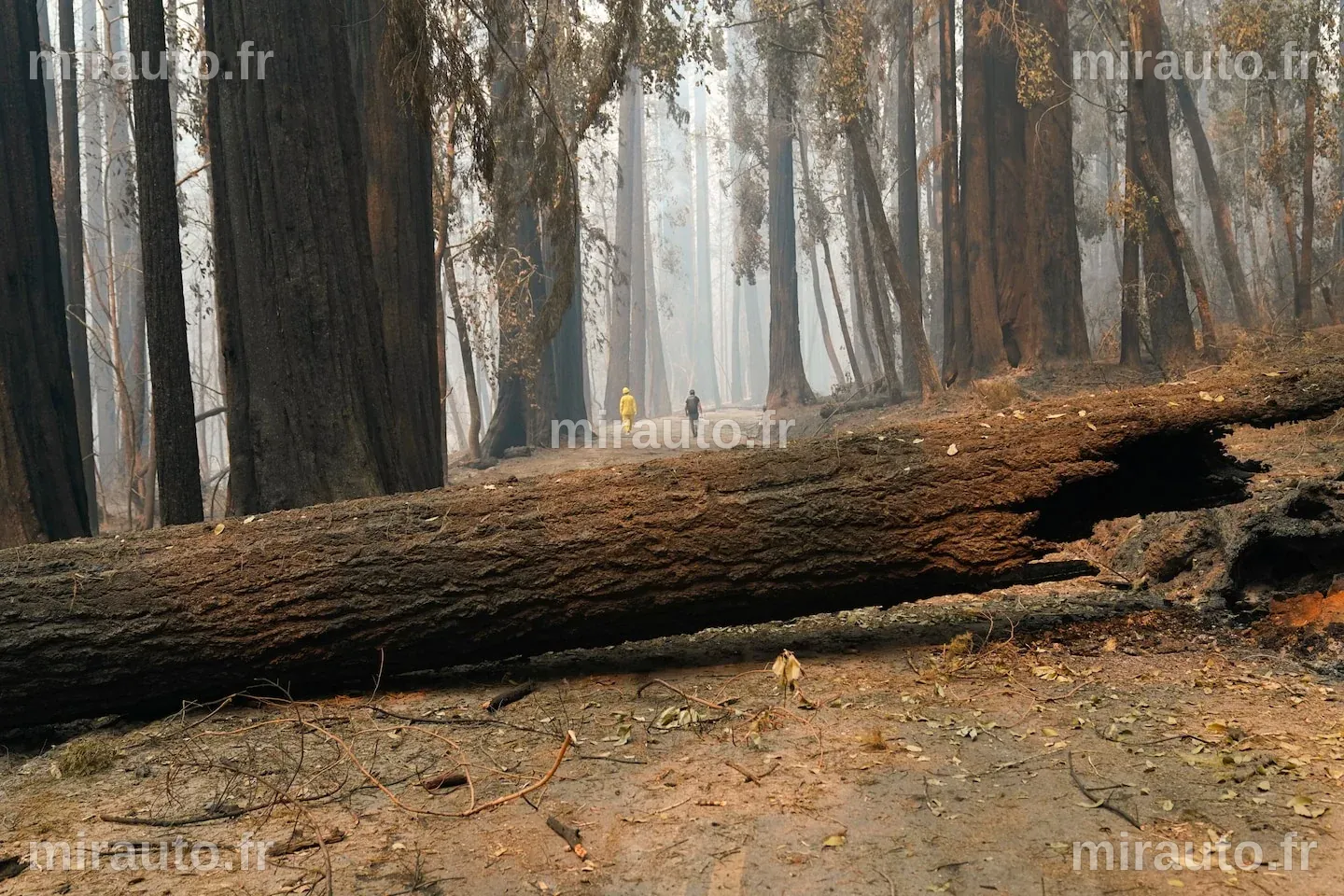Les incendies en Géorgie illustrent l'impact du changement climatique sur les feux de forêt à l'Est des États-Unis