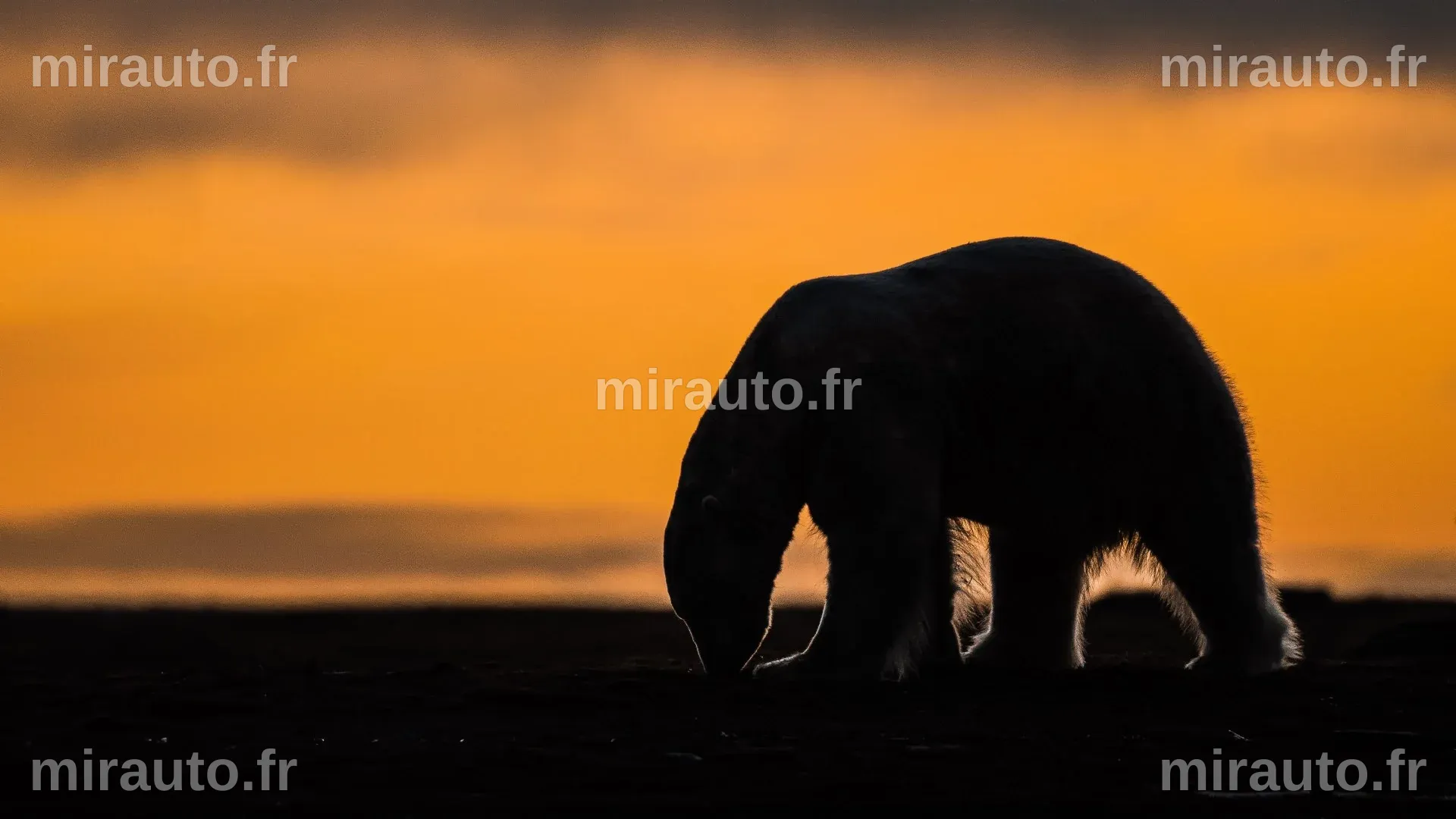 Un petit village arctique en Alaska s'efforce de relancer son industrie touristique axée sur les ours polaires