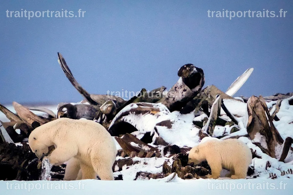 Un petit village arctique en Alaska s'efforce de relancer son industrie touristique autour des ours polaires