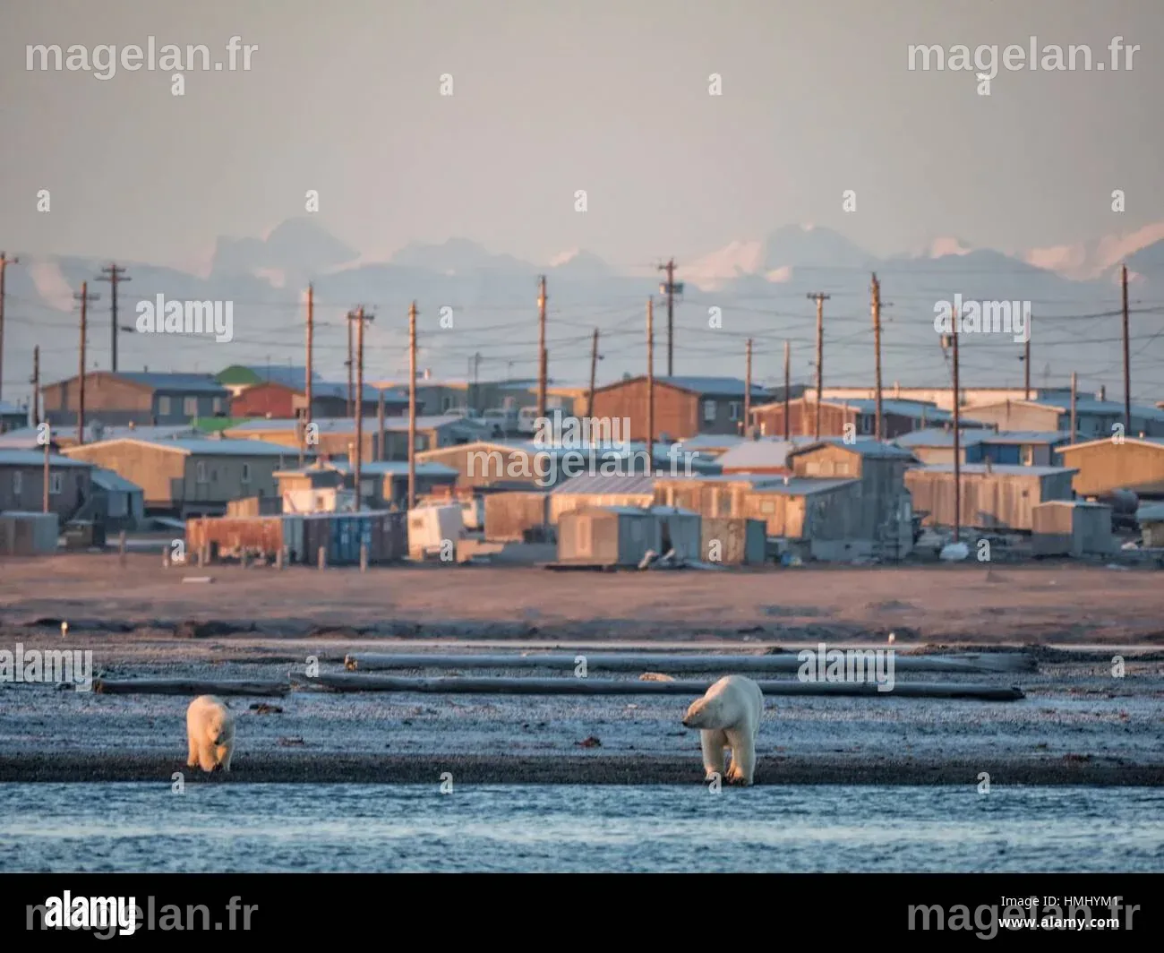 Polar bears town hi-res stock photography and images - Alamy