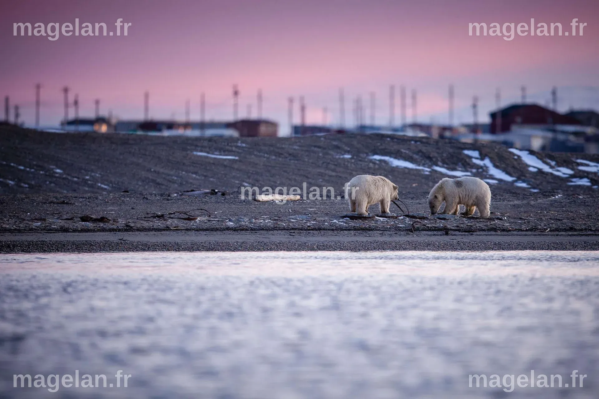 Alaskan town's polar bear problem leads to tourism boom - ABC News