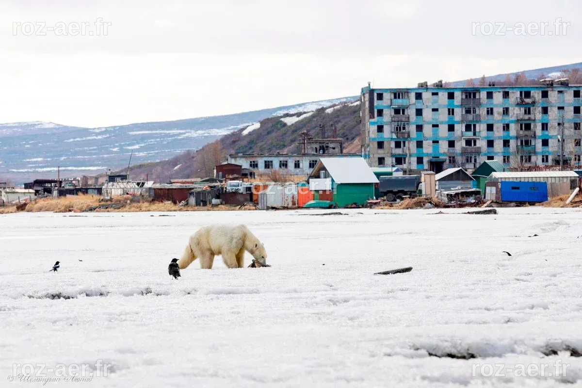 Polar bear that terrified village caught after 'world's first' 2000 ...