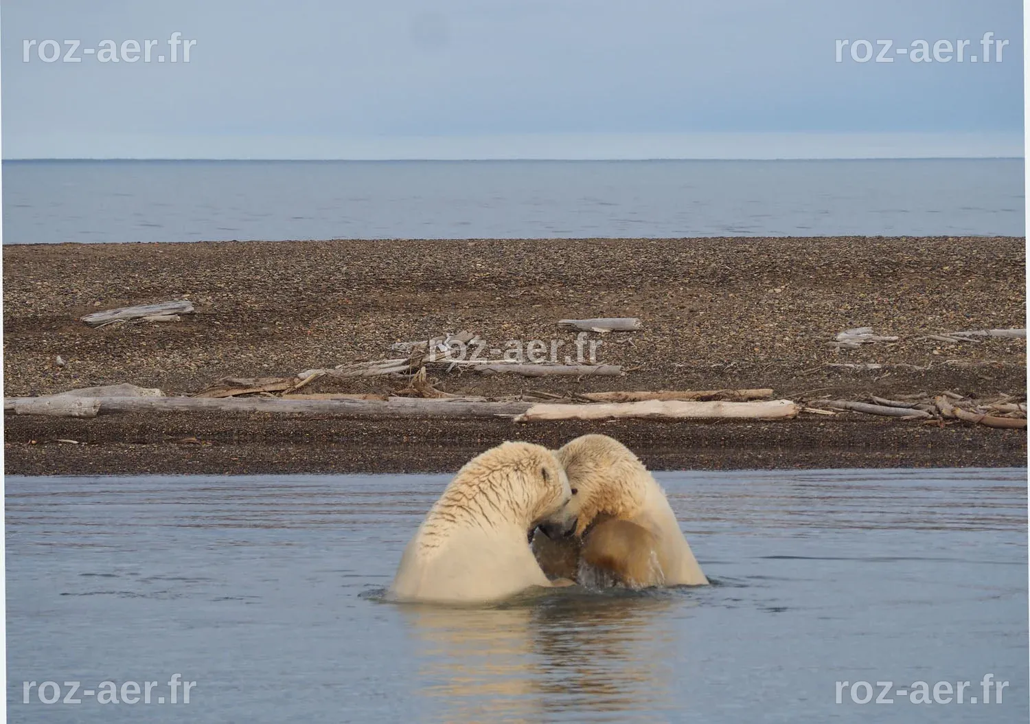 Tiny Eskimo village becomes 'polar bear capital of United States' | The ...