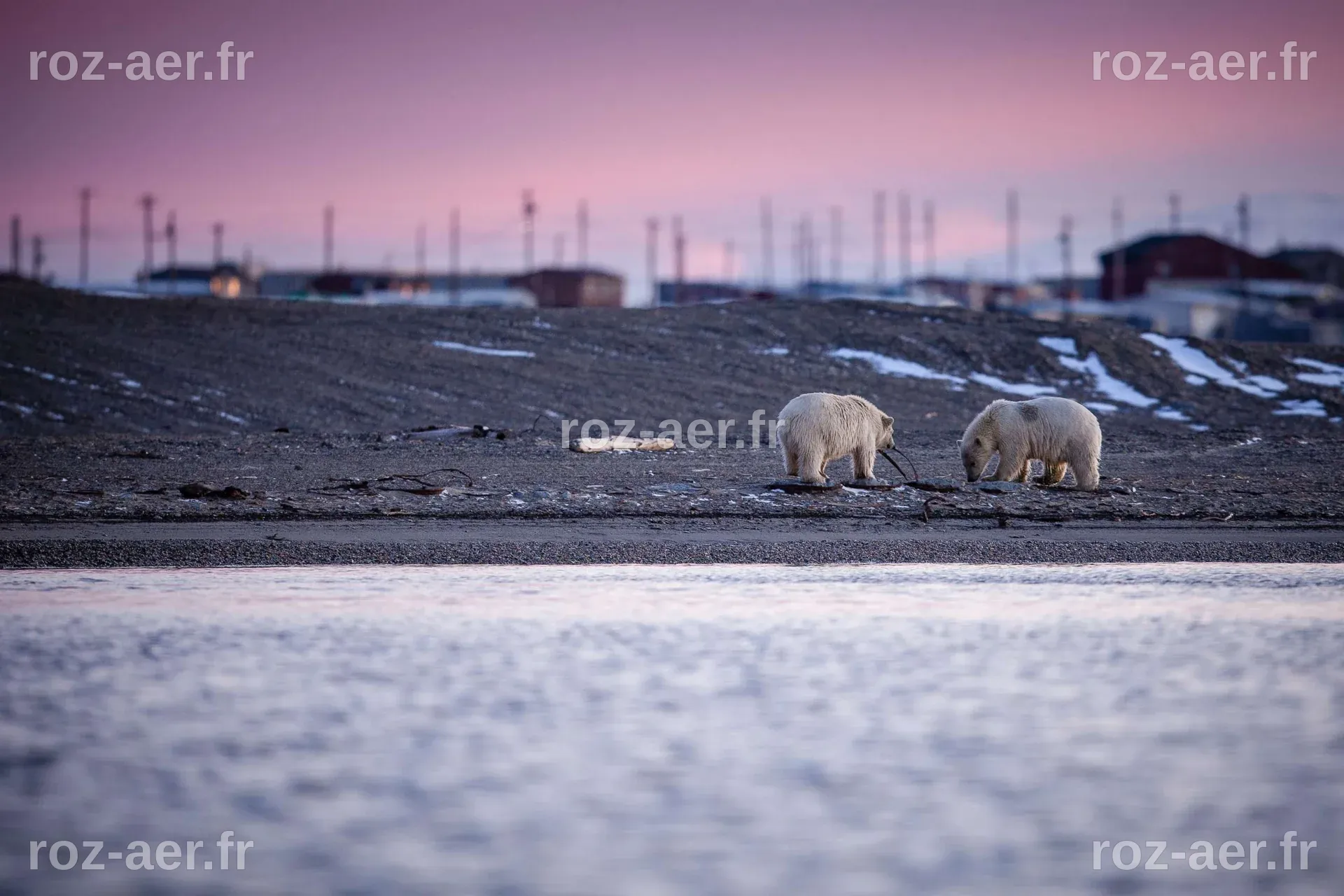 Un petit village arctique en Alaska tente de relancer son industrie touristique dédiée aux ours polaires