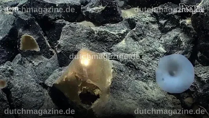 Mysterious 'Skin-Like' Golden Orb Found at Bottom of Pacific Ocean Off ...