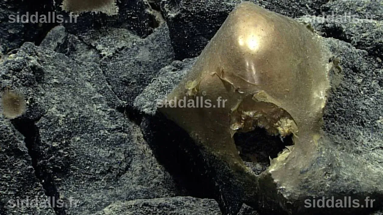 Un mystérieux orbe doré découvert au fond de l'océan près de l'Alaska identifié après plus de deux ans