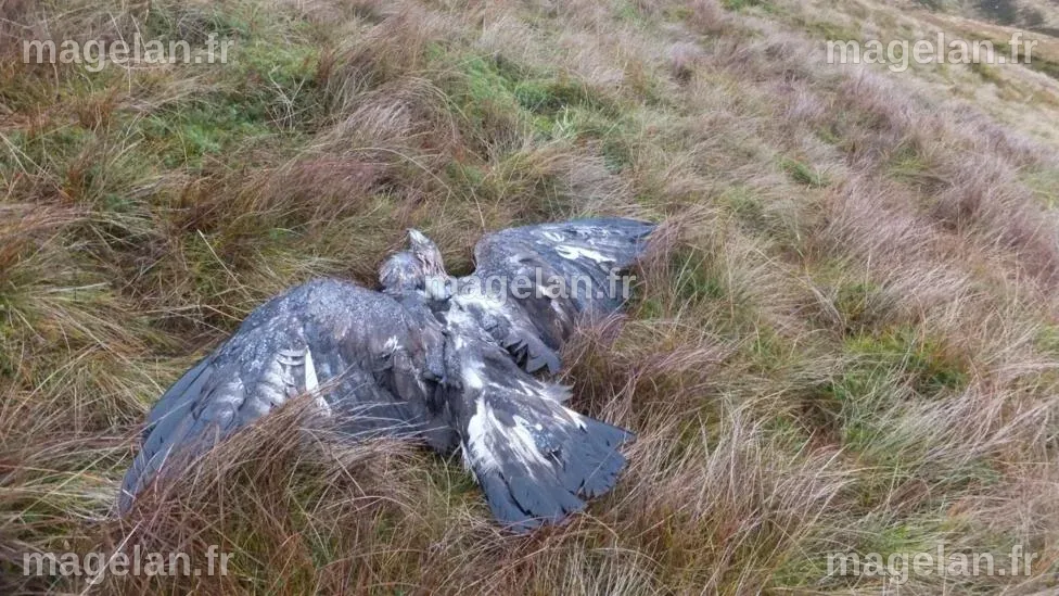 Birds of prey deaths blamed on shooting estate gamekeepers - RSPB - BBC ...