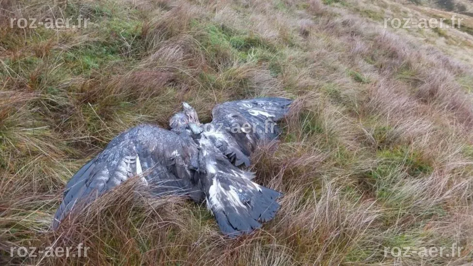 Un garde-chasse avoue le meurtre 'brutal' d'un oiseau de proie rare