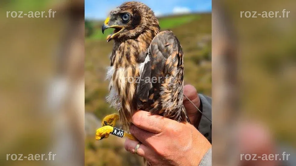 Rare bird of prey feared shot in Yorkshire Dales - BBC News