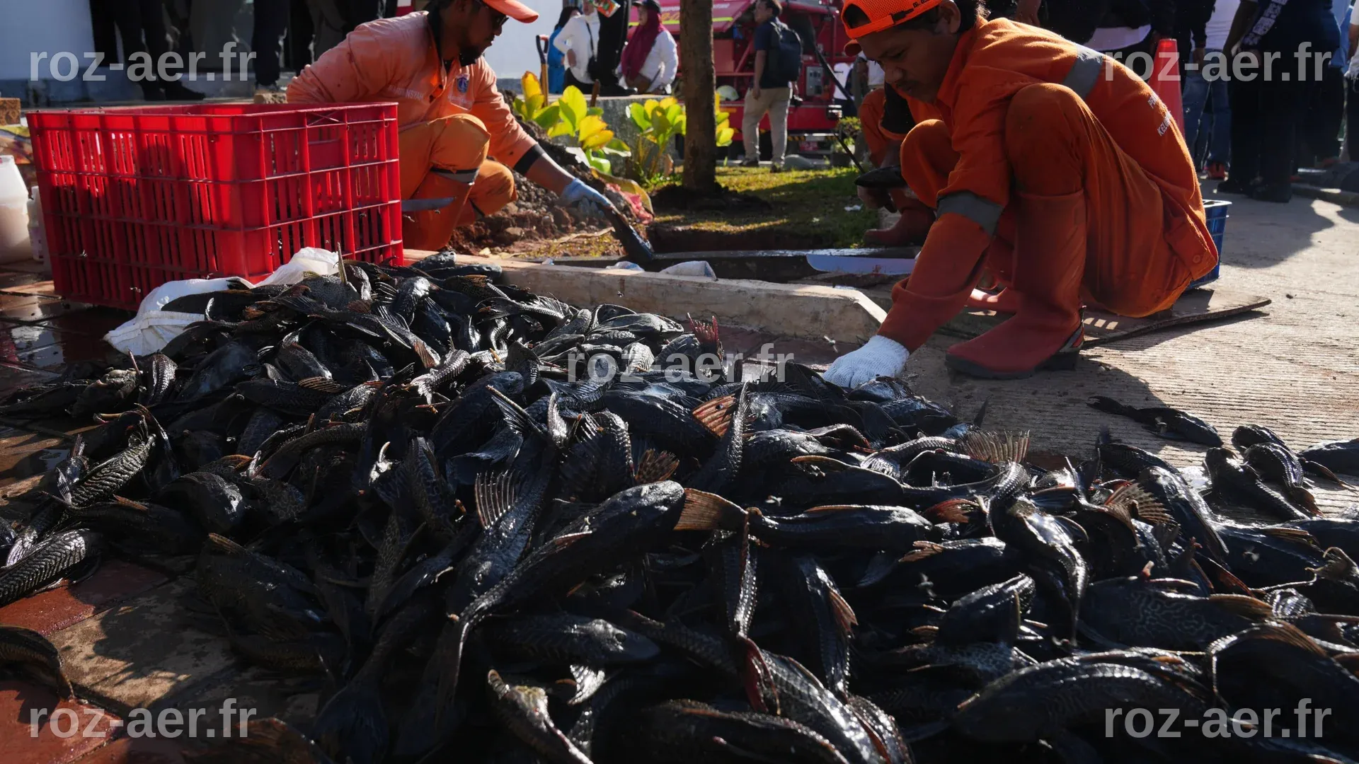 Explosion of invasive ‘janitor fish’ sparks mass removal operation in ...