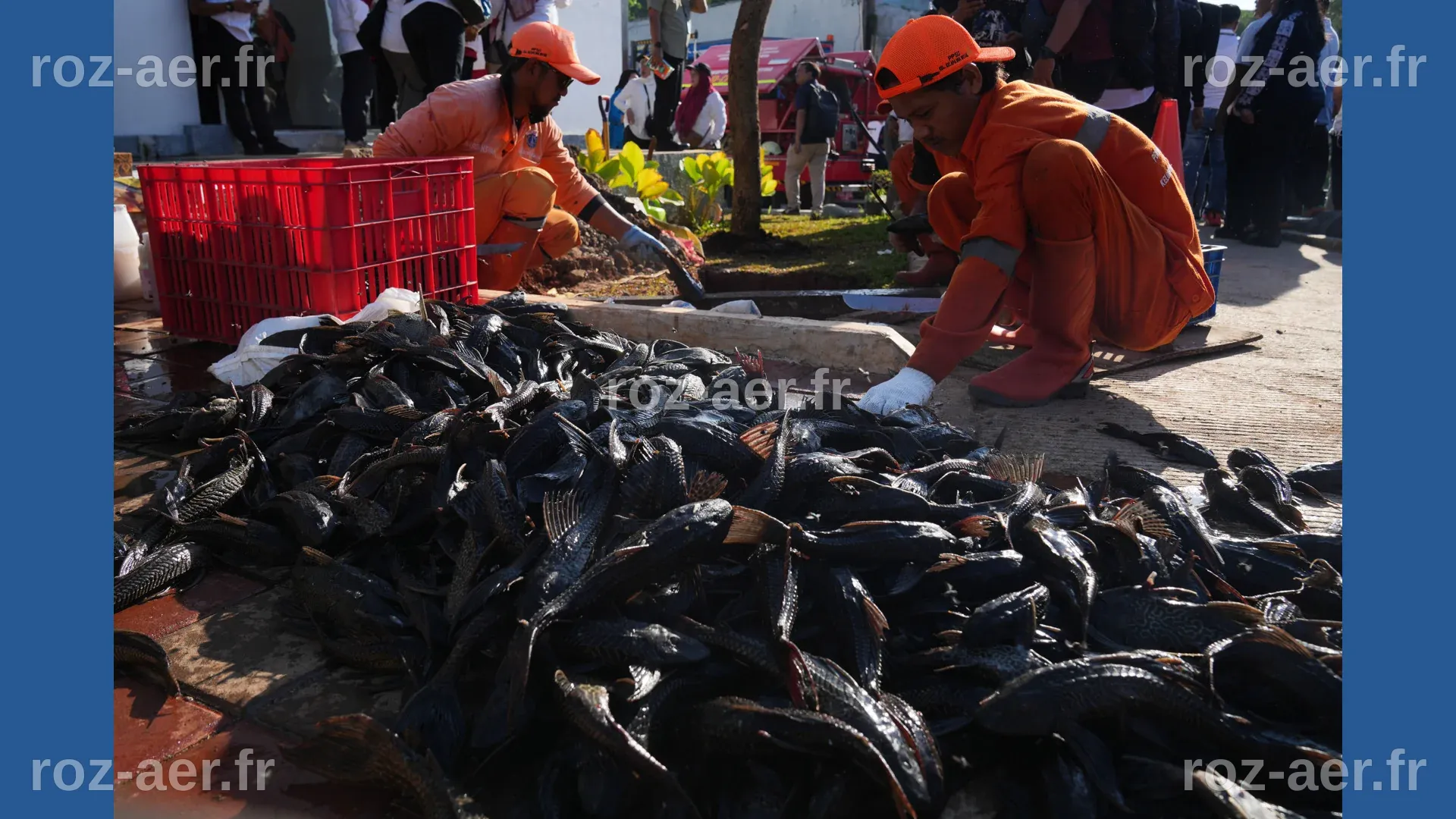 Explosion of invasive 'janitor fish' sparks mass removal operation in ...
