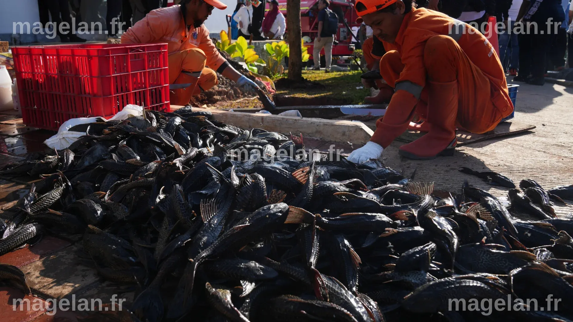 Une explosion d'invasions de 'poissons nettoyeurs' entraîne une vaste opération d'élimination à Jakarta