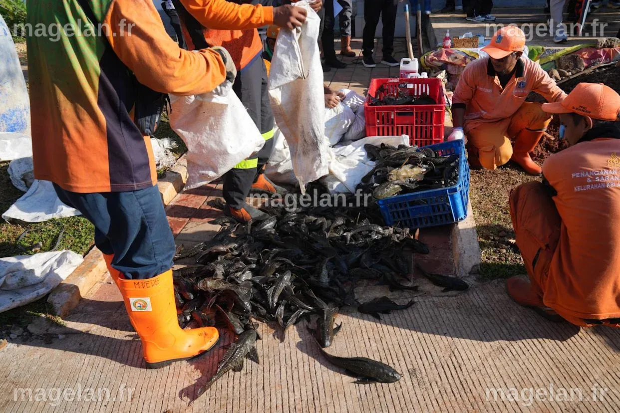 Explosion of invasive 'janitor fish' sparks mass removal operation in ...