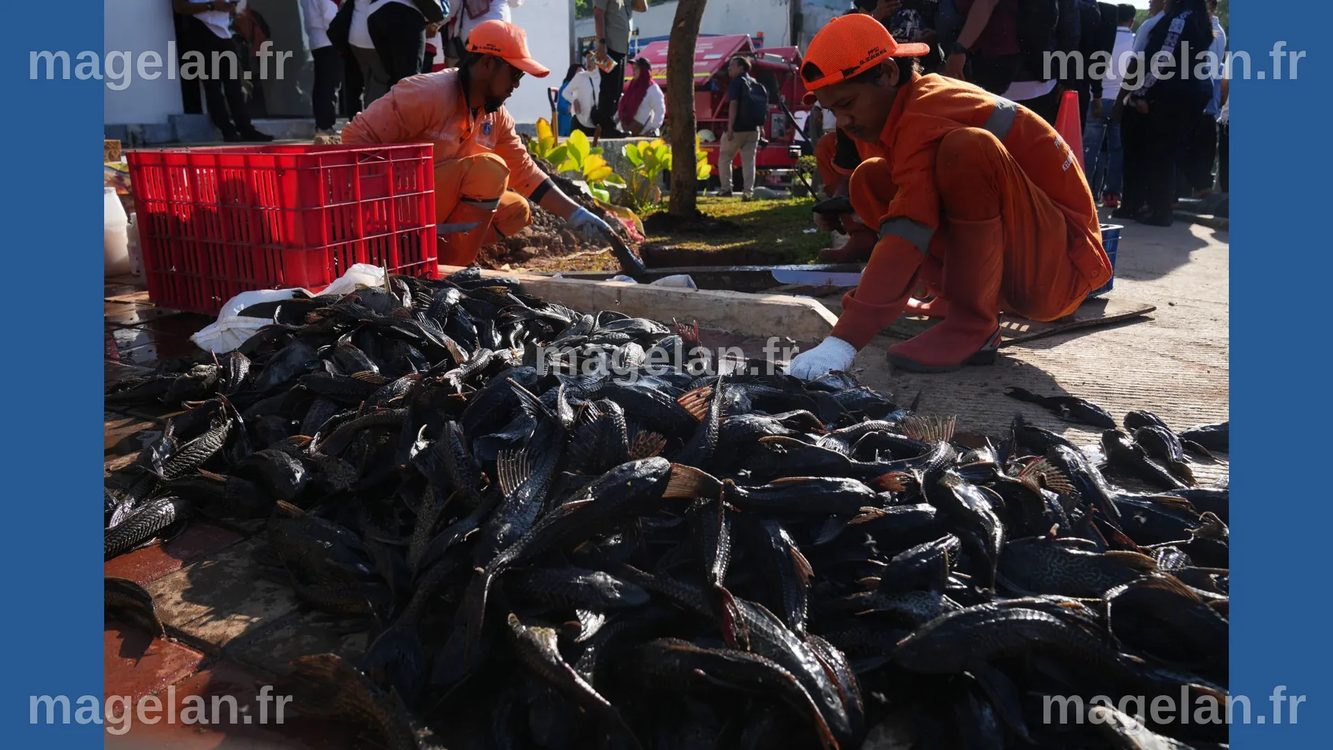 Explosion of invasive 'janitor fish' sparks mass removal operation in ...