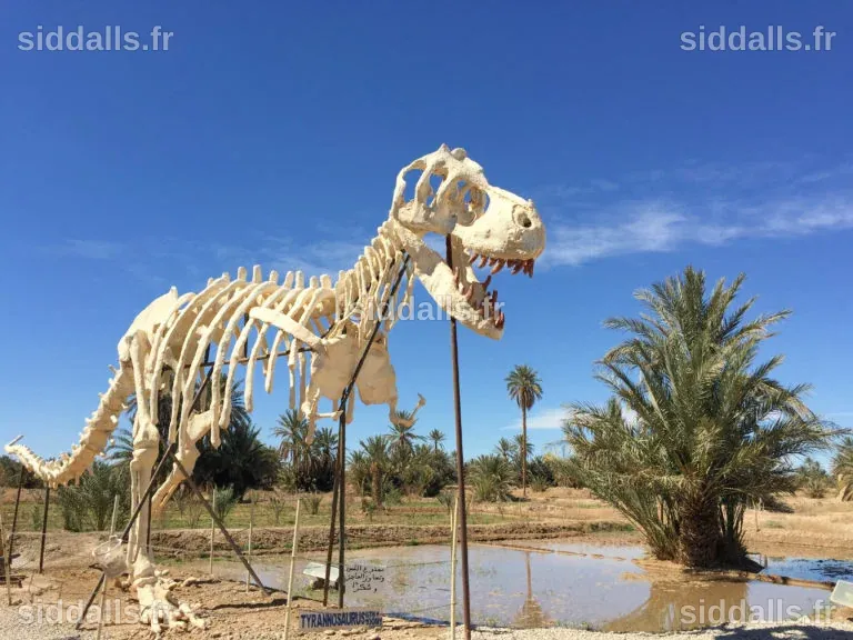 Au Maroc, l'essor lucratif du commerce des fossiles de dinosaures