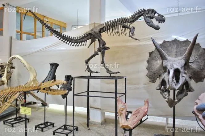 Au Maroc, le business juteux des fossiles de dinosaures