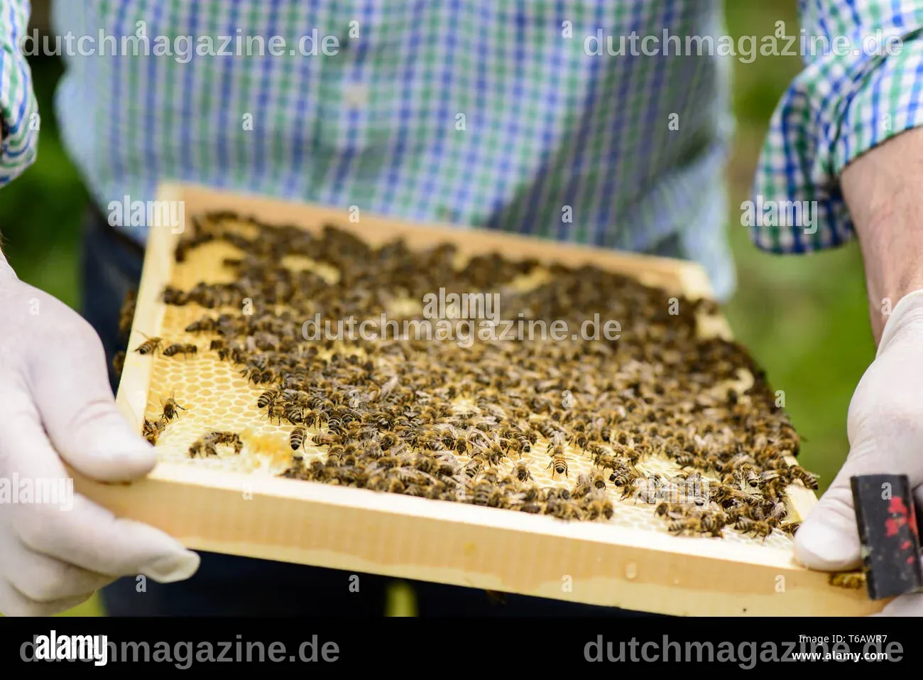 Melania Trump erweitert das Honigprogramm des Weißen Hauses mit neuem Bienenstock