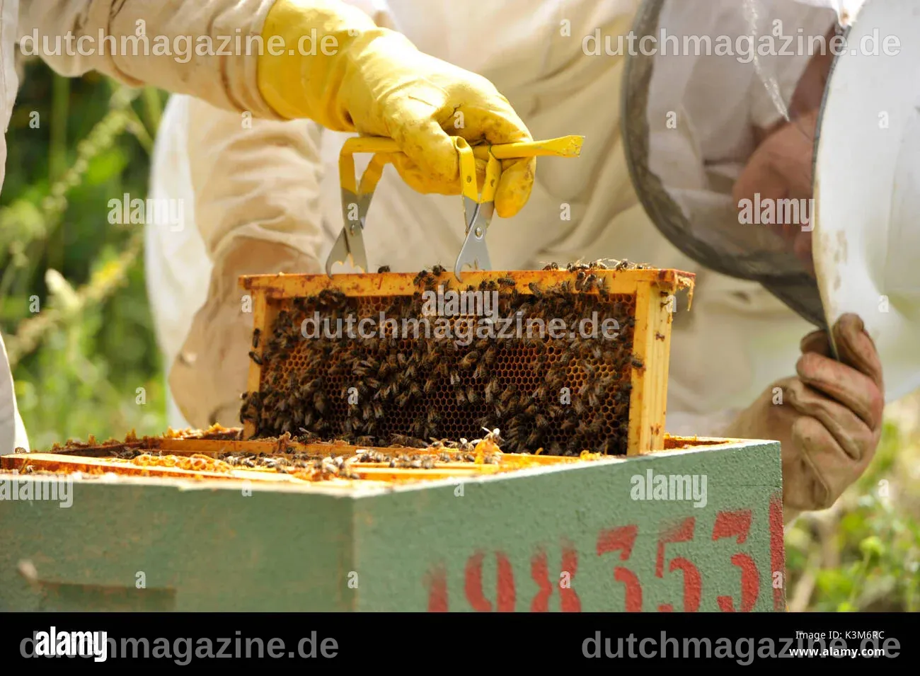Ernte honig -Fotos und -Bildmaterial in hoher Auflösung – Alamy