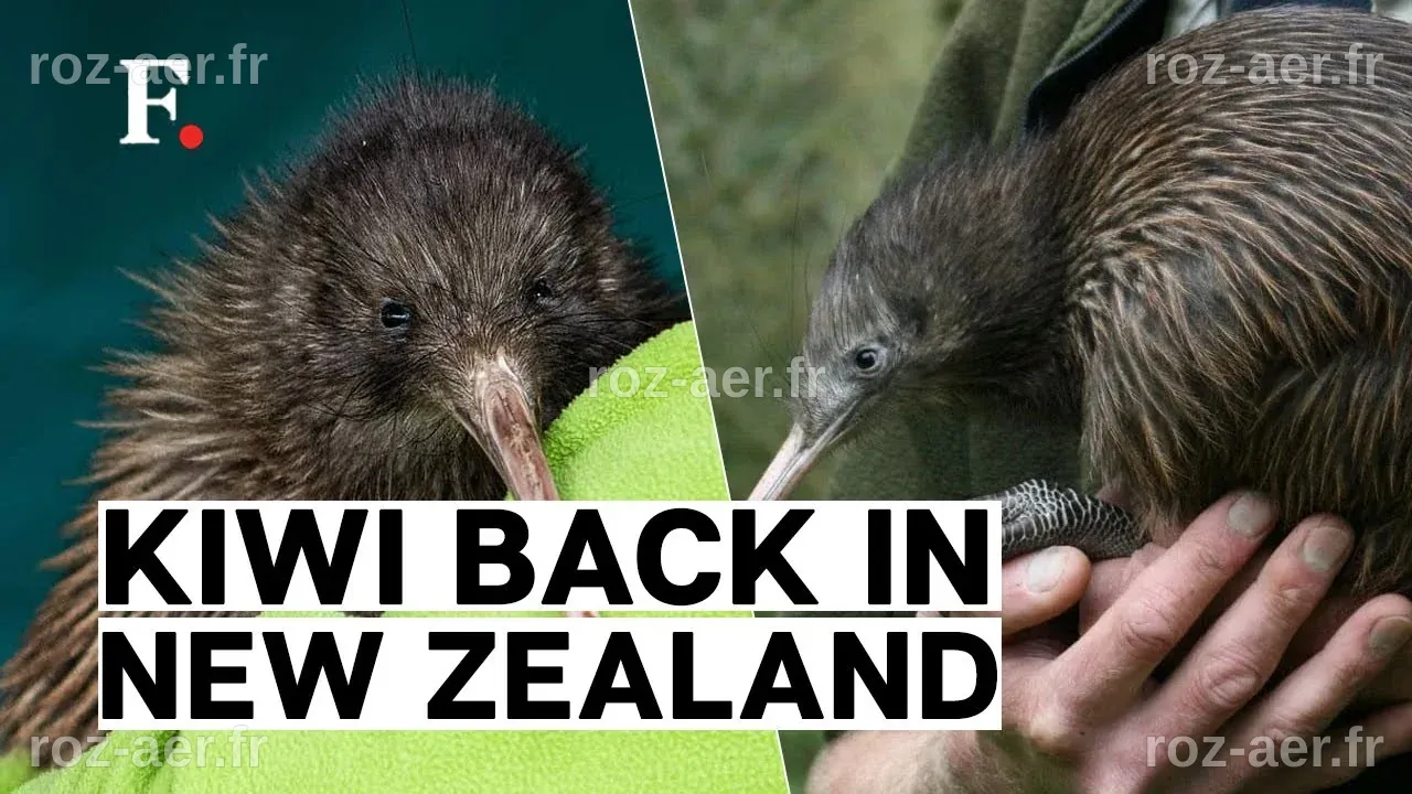 Un mouvement citoyen ramène les emblématiques oiseaux kiwi dans la capitale néo-zélandaise après un siècle d'absence