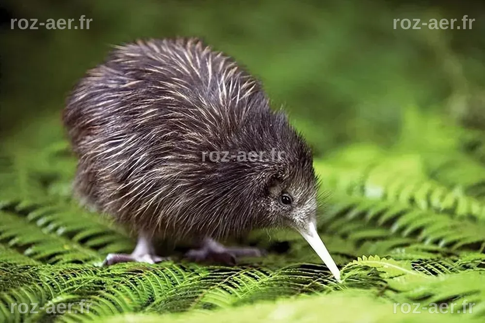New Zealand's National Bird: The Kiwi Bird - flybirdworld.com